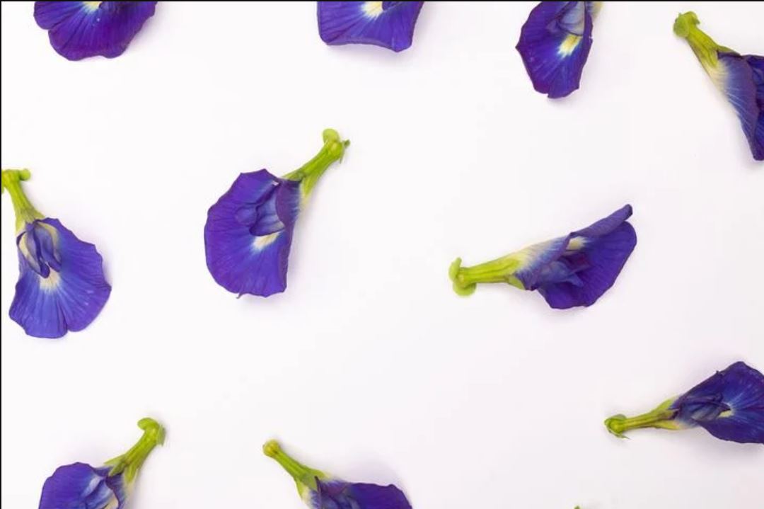 20 Manfaat Bunga Telang serta Efek Samping dan Cara Menanamnya