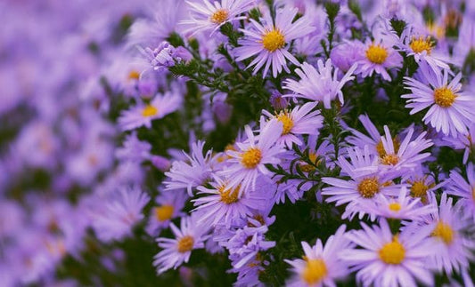 Mengenal Bunga Aster: Panduan Lengkap Jenis dan Cara Perawatannya