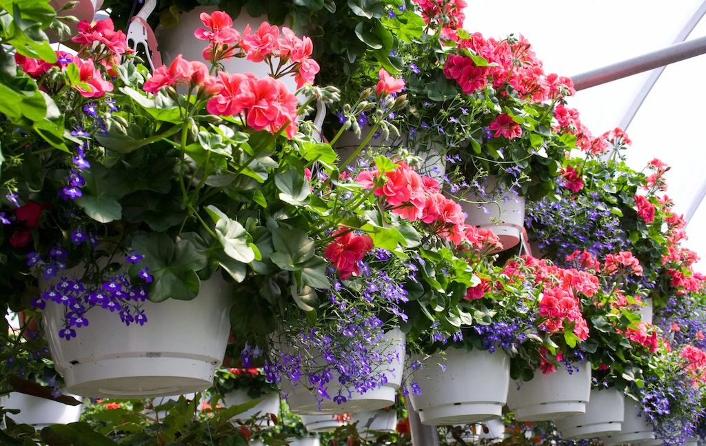 Cara Menata Bunga di Teras Rumah Sederhana Agar Terlihat Indah