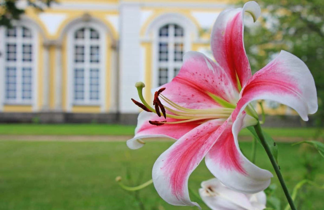 Cari Tau Makna Si Cantik Bunga Lily Sebelum Diberikan Kepada Orang Terkasih