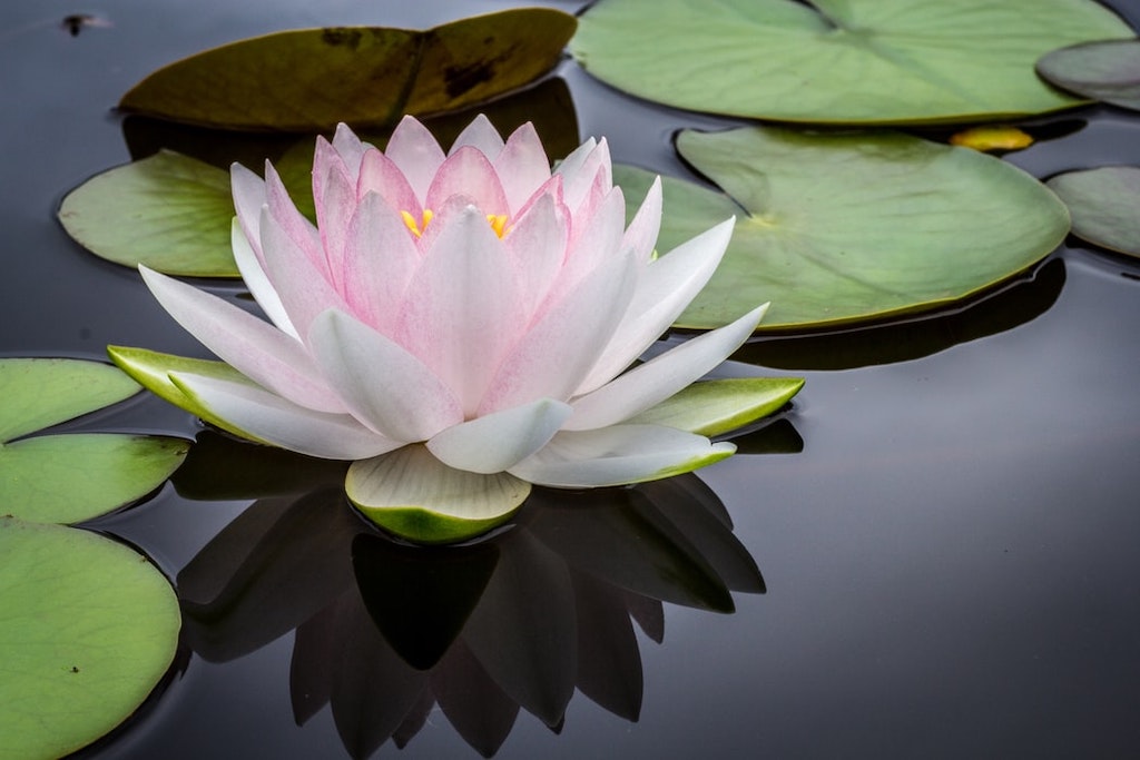 Lotus, Bunga Cantik di Atas Air