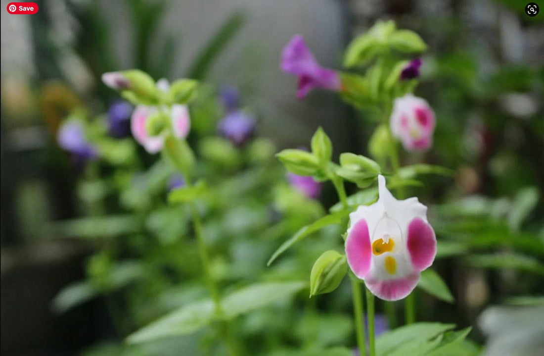 Fakta Menarik Bunga Mata Kucing : Tanaman Cocok Untuk Ditanam di Rumahmu!