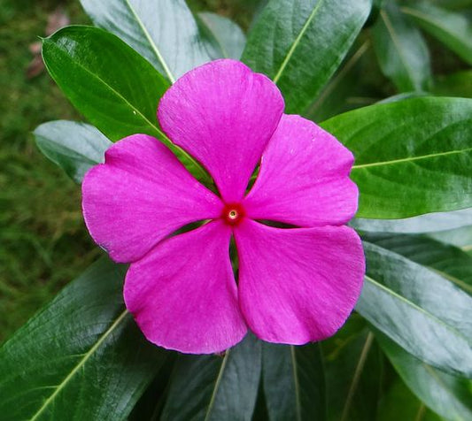 Simak Sederet Fakta Tentang Bunga Vinca