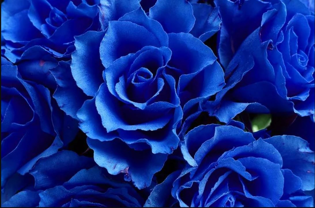 Dibalik Bunga Mawar Biru Yang Menawan