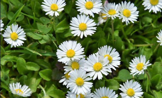 Simak Perbedaan Bunga Aster, Krisan, dan Bunga Lainnya