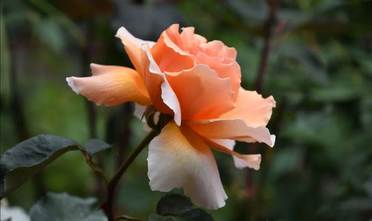 Bunga Mawar Peach, Bagaimana Filosofinya Dibandingkan Mawar Lainnya?