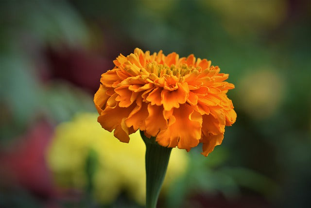 Semua Tentang Bunga Marigold : Arti, Jenis dan Cara Menanamnya