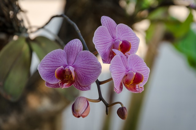 Bunga Orchid Kekayaan Indonesia: Jenis, Arti Warna, dan Cara Merawat