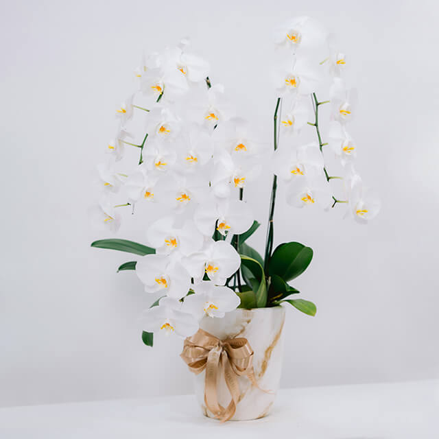 Orchid Plum Serene