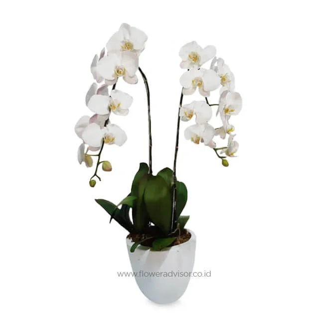 Bunga anggrek putih cantik dalam pot keramik, pilihan online florist untuk hadiah istimewa