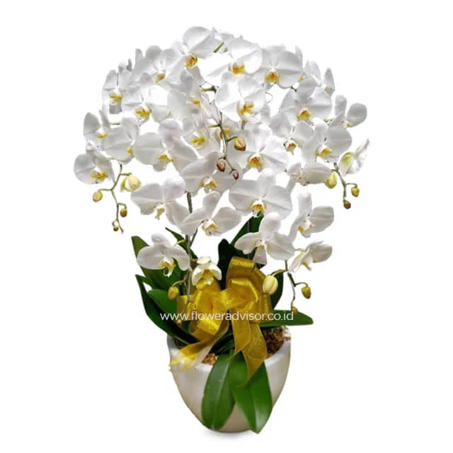 Bunga anggrek putih cantik dalam pot dengan pita kuning, layanan online florist terpercaya
