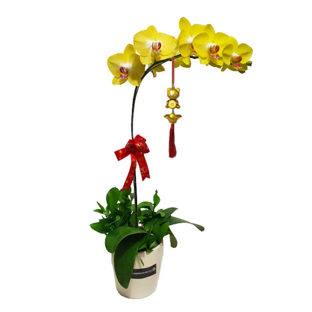 Anggrek Mewah - Bunga Anggrek Imlek 2025