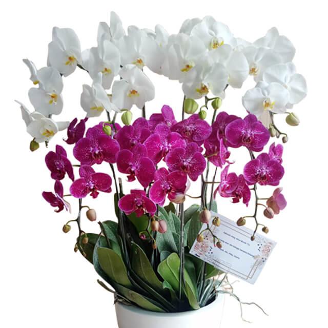 Splendid Orchid Mixed Arrangement - Orchid Splendor