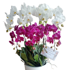 Splendid Orchid Mixed Arrangement - Orchid Splendor