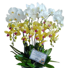 Bunga anggrek putih dan kuning dari online florist, cocok untuk hadiah dengan kartu ucapan