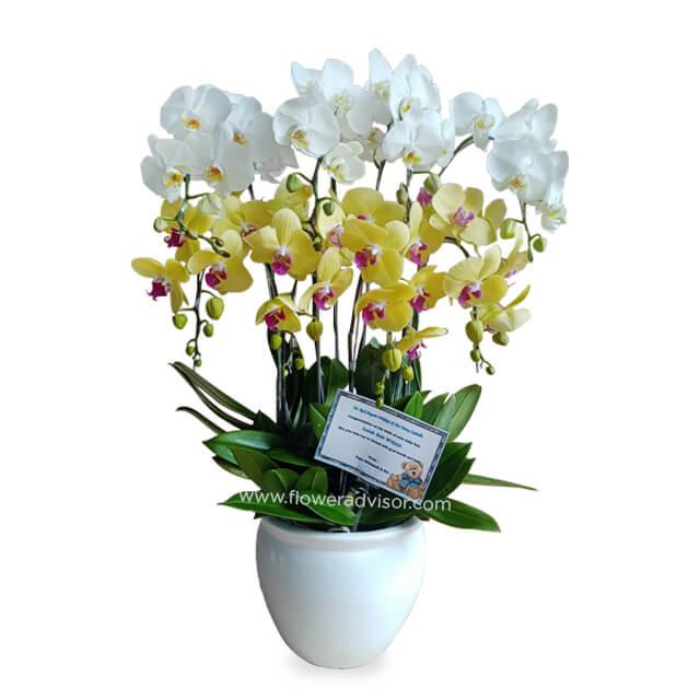 Bunga anggrek putih dan kuning dalam pot putih, online florist terpercaya