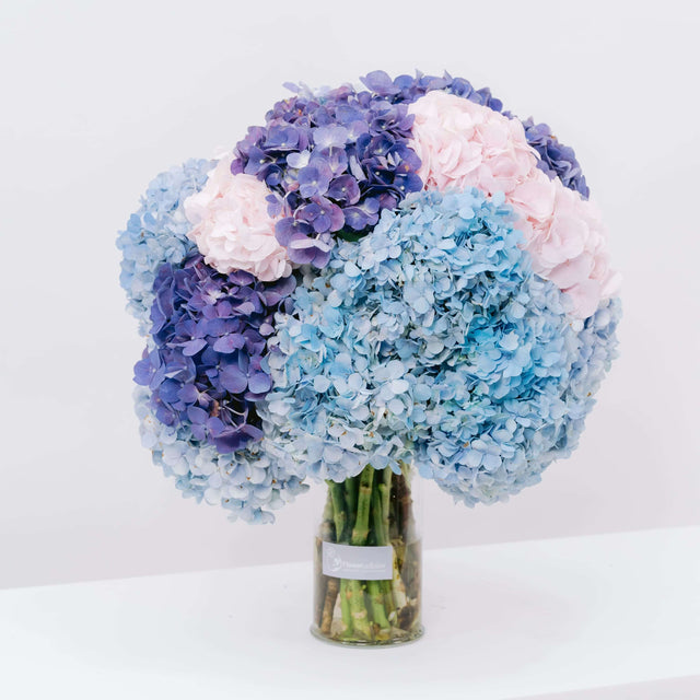 Aurora Serenade Hydrangea