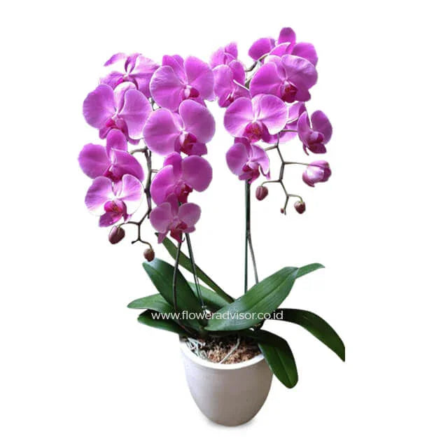 Anggrek ungu cantik dalam pot putih, online florist terpercaya untuk hadiah bunga