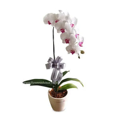 Anggrek putih cantik dengan pita elegan, produk online florist untuk hadiah istimewa