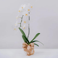 Bunga anggrek putih elegan dengan pita emas, online florist terpercaya