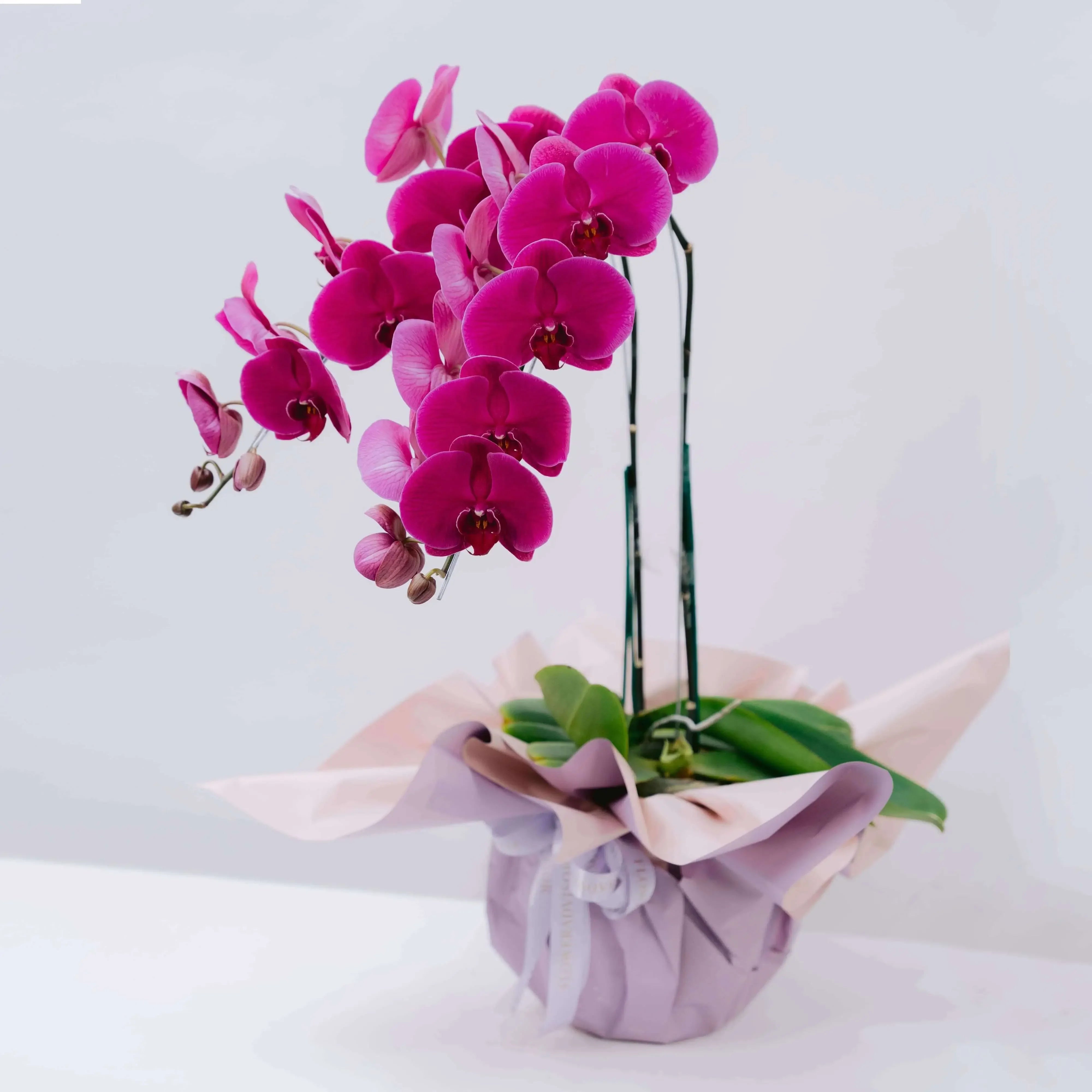 Mystic Mauve Orchid