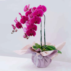 Mystic Mauve Orchid