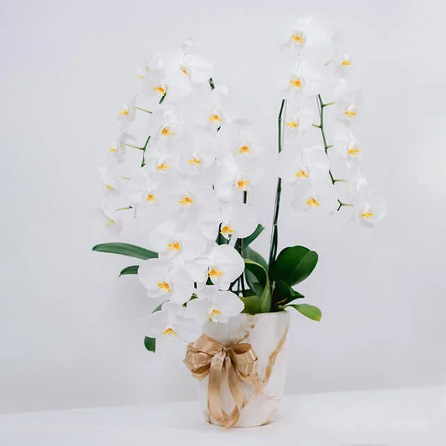 Orchid Plum Serene
