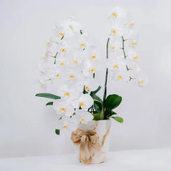 Orchid Plum Serene