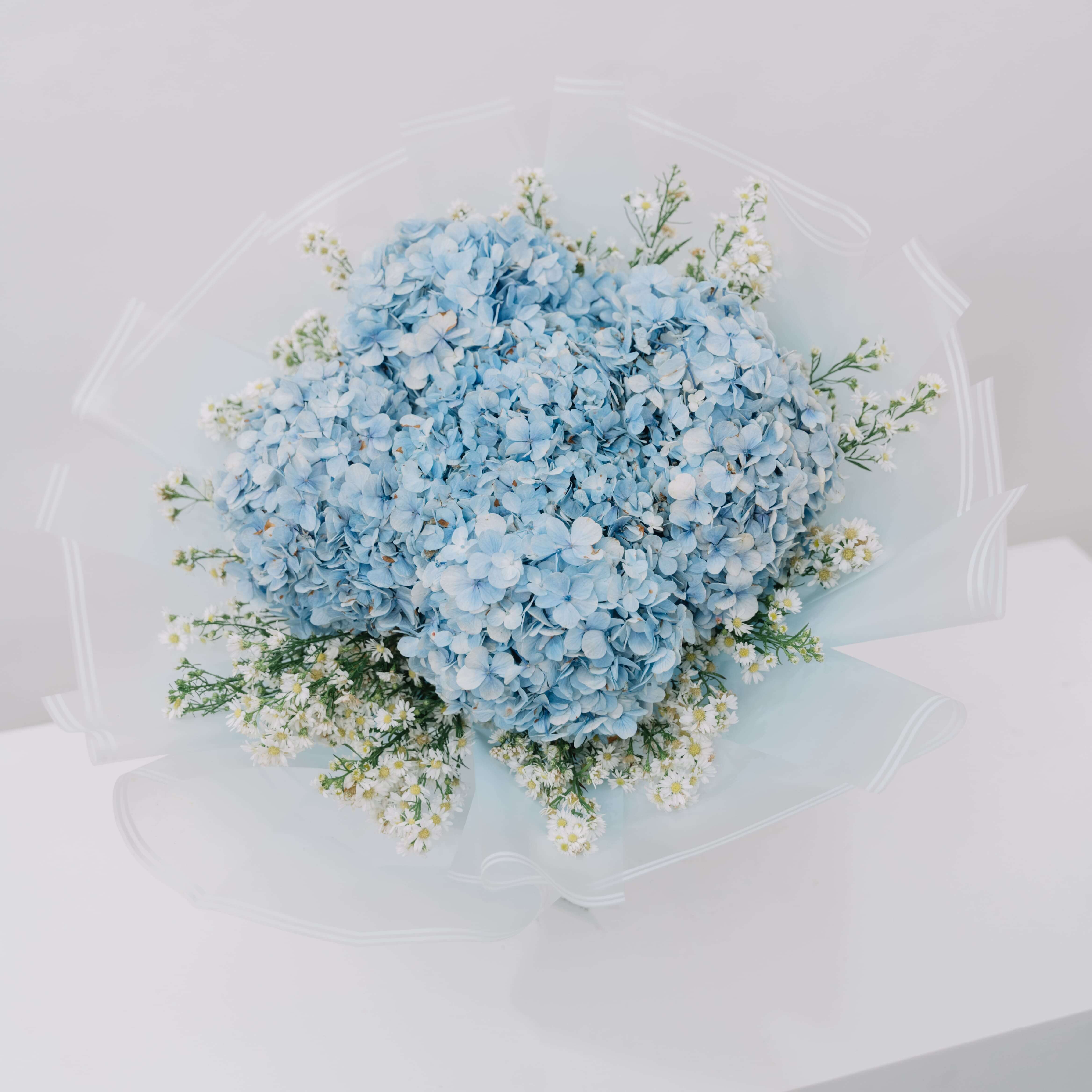 Hydrangea Azure Bloom