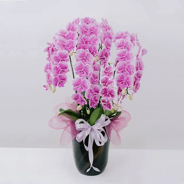 Bunga anggrek ungu cantik dalam vas hitam, ideal untuk online florist