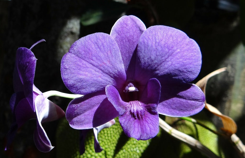 Cara Mudah Merawat Anggrek Dendrobium