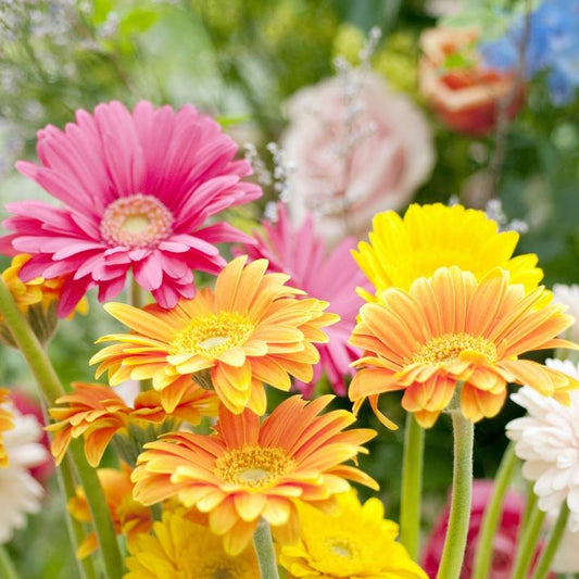 Arti Bunga Gerbera, Keceriaan yang Terpancar di Setiap Kelopak
