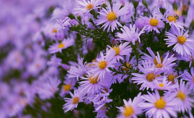 Mengenal Bunga Aster: Panduan Lengkap Jenis dan Cara Perawatannya
