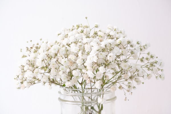 Simak Arti dan Jenis Bunga Baby Breath Yang Perlu Kamu Ketahui!