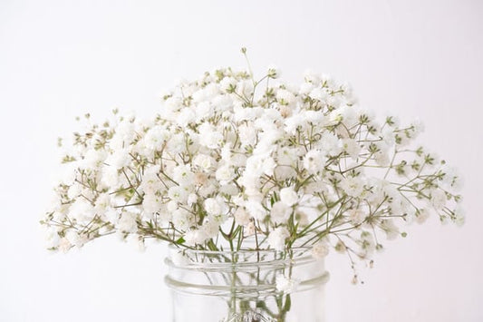 Simak Arti dan Jenis Bunga Baby Breath Yang Perlu Kamu Ketahui!