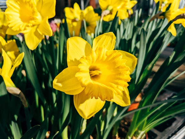 Info Lengkap Bunga Daffodil : Arti, Jenis, dan Lainnya