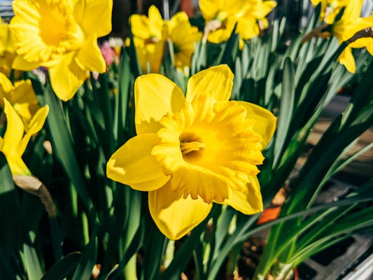 Info Lengkap Bunga Daffodil : Arti, Jenis, dan Lainnya