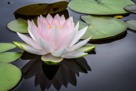 Lotus, Bunga Cantik di Atas Air