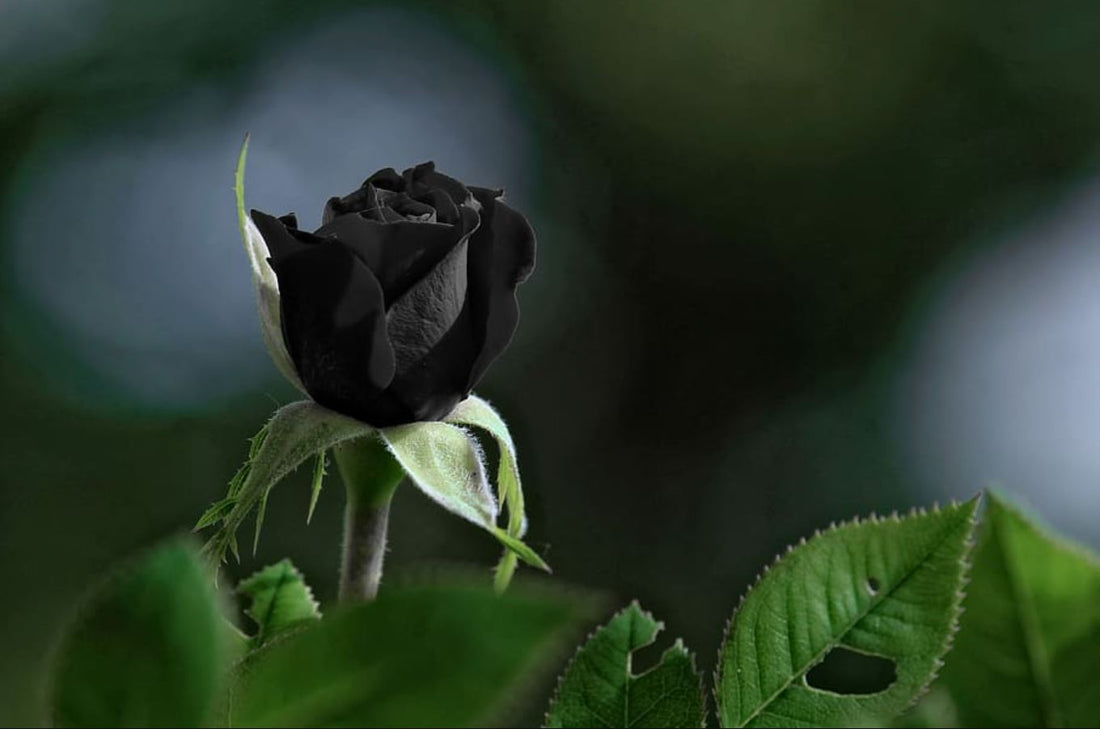 Fakta Bunga Mawar Hitam nan Elegan | Blog FlowerAdvisor