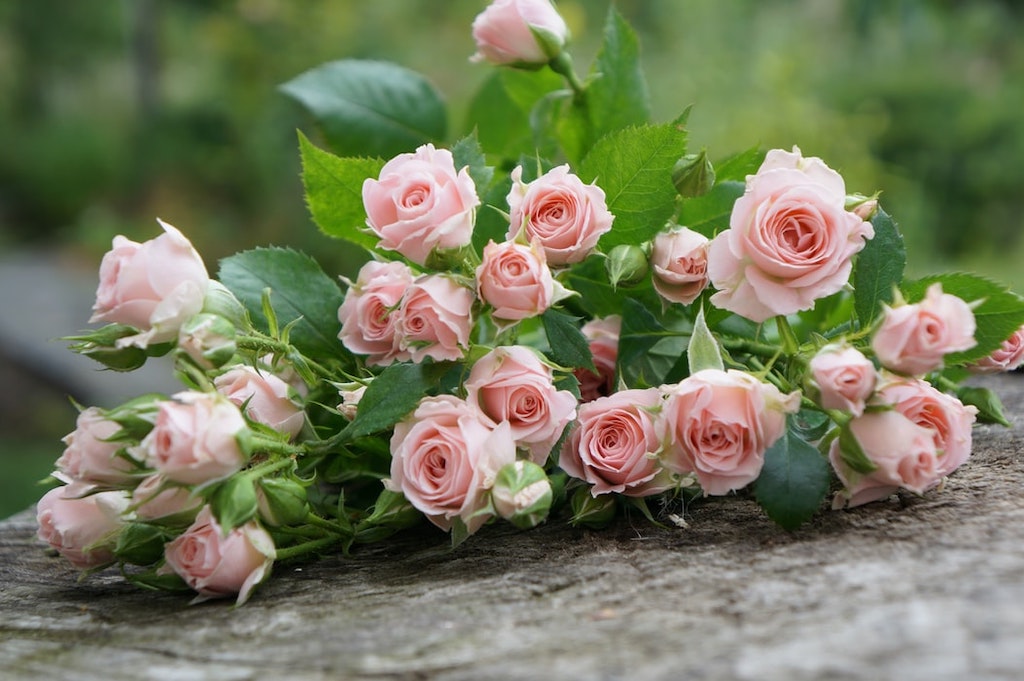 Cara Membuat Buket Bunga Mawar Pink Cantik untuk Orang Terkasih
