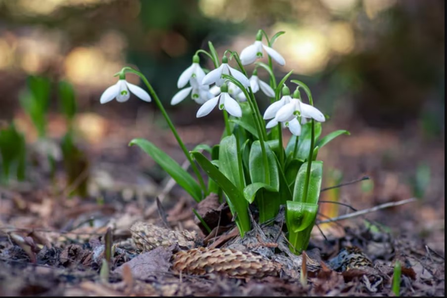 Bunga Snowdrop, si Bunga Tetesan Salju Yang Memiliki Simbol Kemurnian