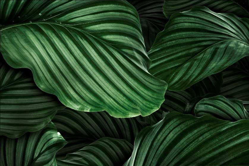 Calathea Si Pelengkap Tanaman Hias di Rumah Kamu
