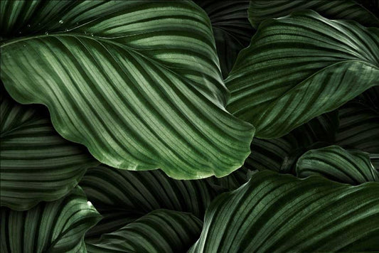 Calathea Si Pelengkap Tanaman Hias di Rumah Kamu