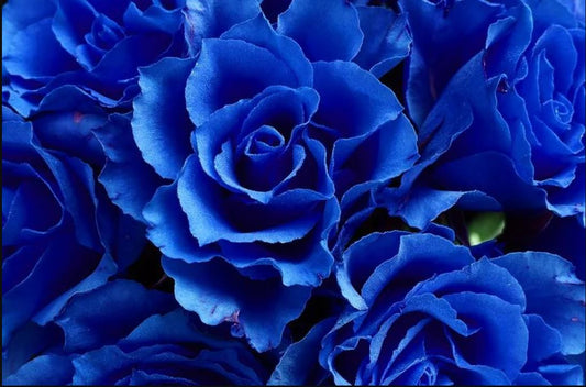 Dibalik Bunga Mawar Biru Yang Menawan