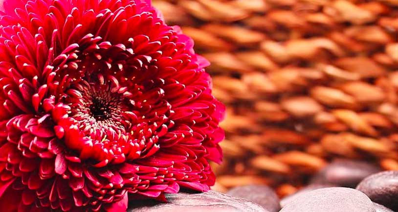 Mengenal Filosofi Bunga Gerbera Dan Cara Menanamnya