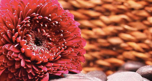 Mengenal Filosofi Bunga Gerbera Dan Cara Menanamnya