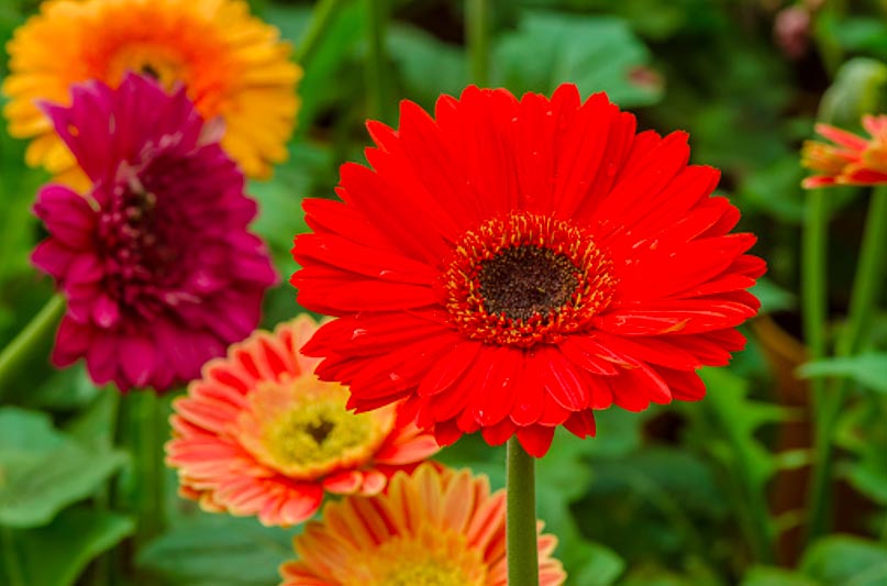 Arti & Makna Bunga Gerbera