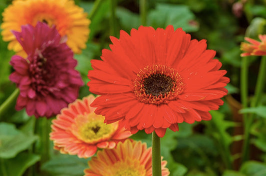 Arti & Makna Bunga Gerbera