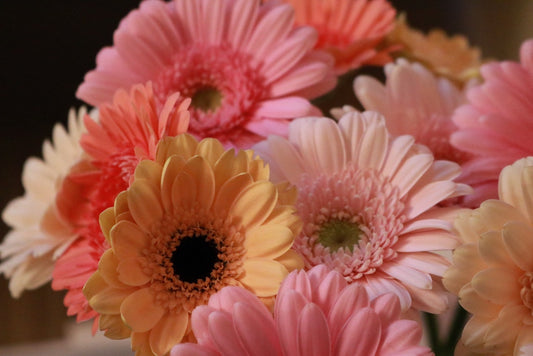 Fakta Menarik Bunga Gerbera