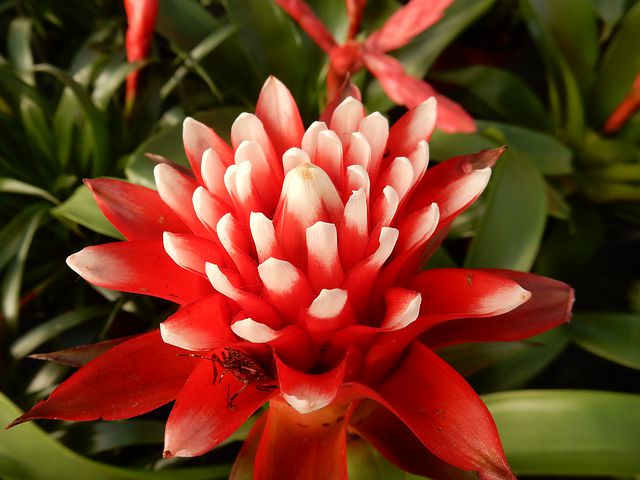 Berbagai Jenis Tanaman Bunga Bromelia